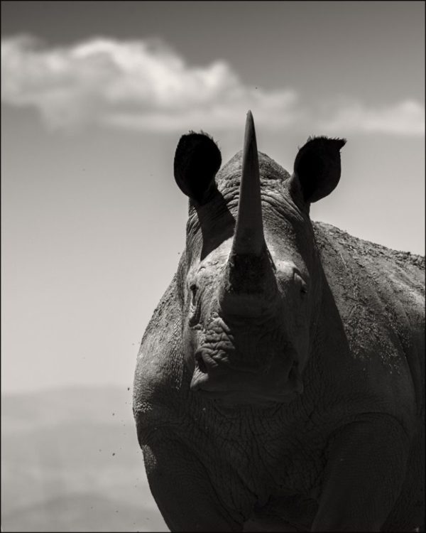 Noble Soul by Joachim Schmeisser, portrait of a rhino looking at the camera