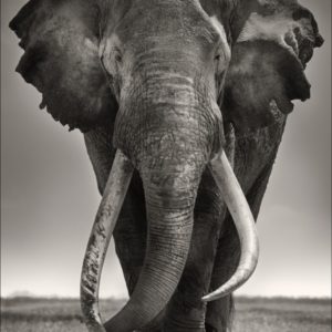 Preserver of Peace by Joachim Schmeisser, elephant portrait
