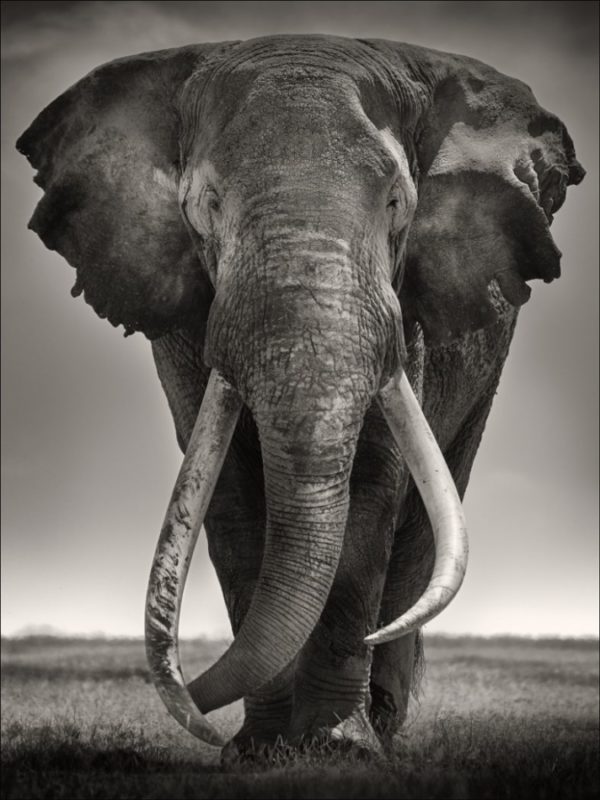 Preserver of Peace by Joachim Schmeisser, elephant portrait