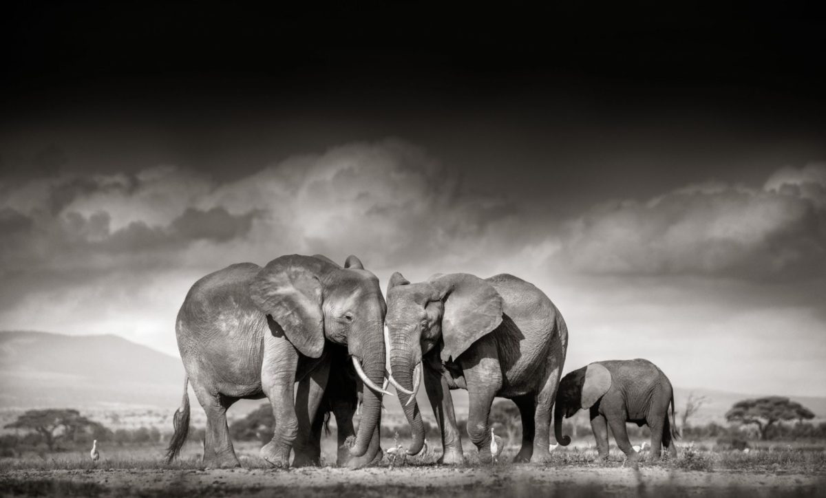 Searching for salt by Joachim Schmeisser, herd of elephants in the desert