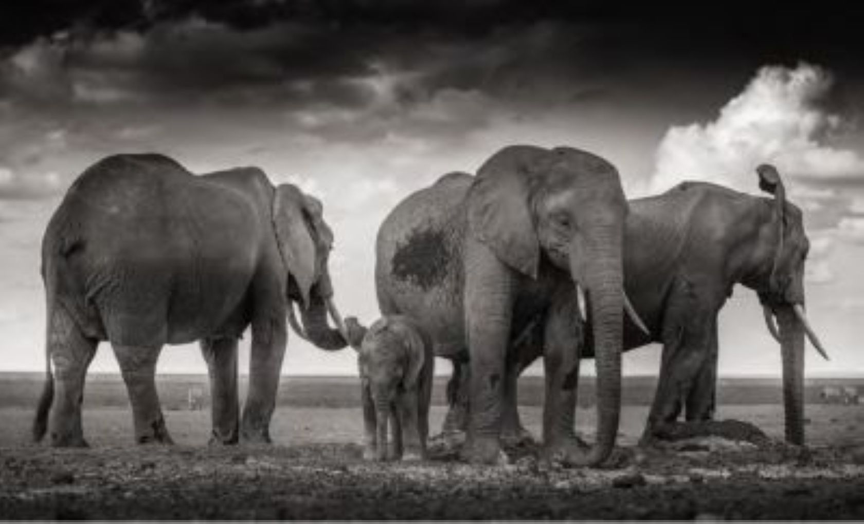 Sleeping Family by Joachim Schmeisser, family of elephants in the steppe