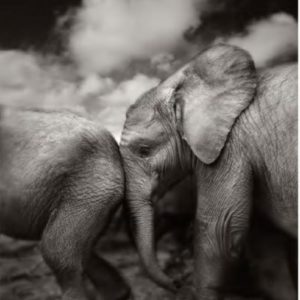 Suguta by Joachim Schmeisser, elephant calf rubbing its head on another calfs butt