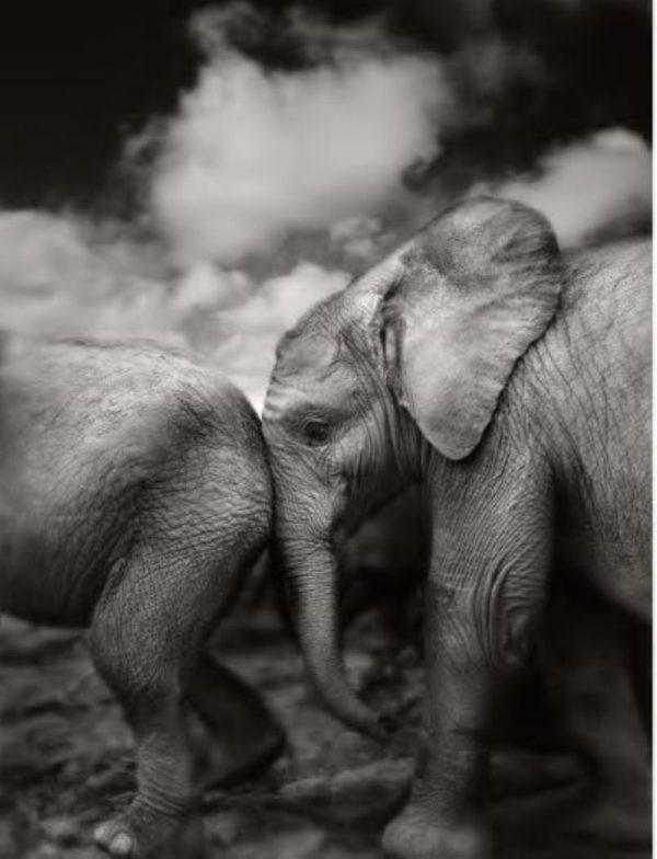 Suguta by Joachim Schmeisser, elephant calf rubbing its head on another calfs butt