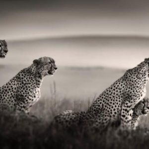 Tano Bora - Band of Brothers by Joachim Schmeisser, cheetahs in the steppe