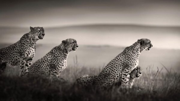Tano Bora - Band of Brothers by Joachim Schmeisser, cheetahs in the steppe