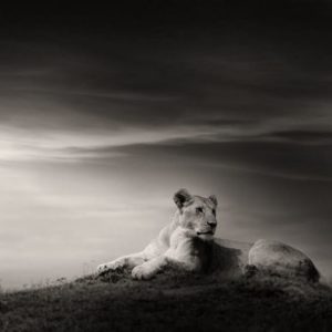 The Lioness by Joachim Schmeisser, a Lioness lying in the steppe