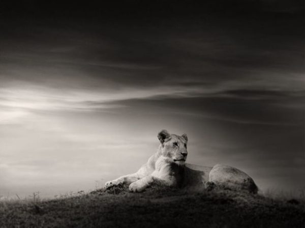 The Lioness by Joachim Schmeisser, a Lioness lying in the steppe
