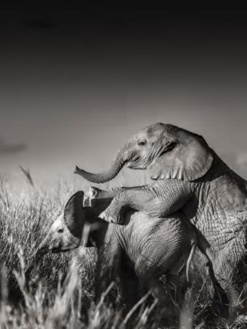 Wild elephant babies playing I by Joachim Schmeisser, calf jumping on another in hogh grass