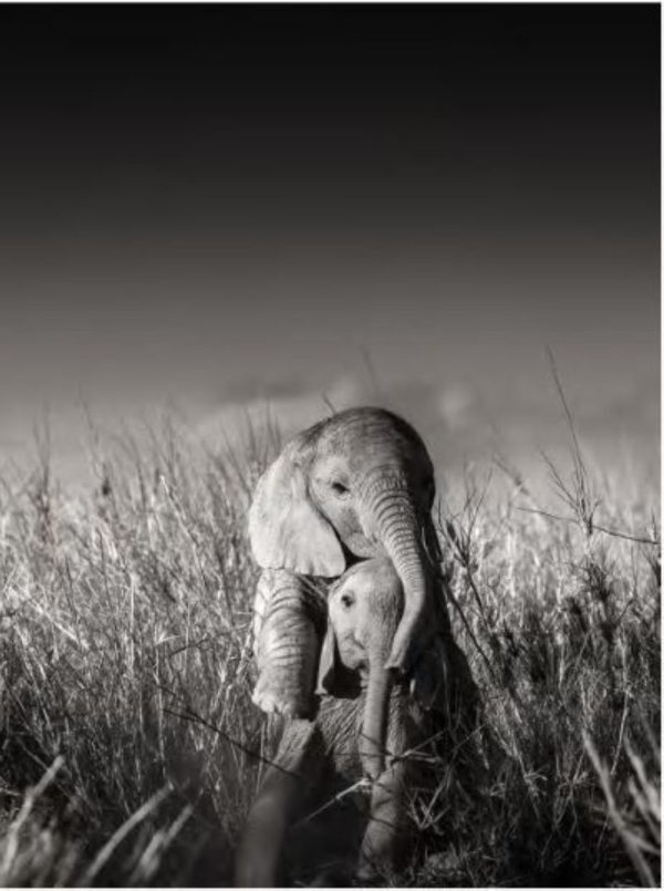 Wild elephant babies playing II, one elephant calf jumping on another calf
