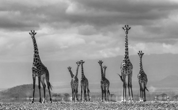 Giraffe City by David Yarrow, a group of giraffes in the desert, looking at the camera