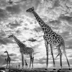 Keeping up with Crouches by David Yarrow, Giraffes Standing with Sky in the Background
