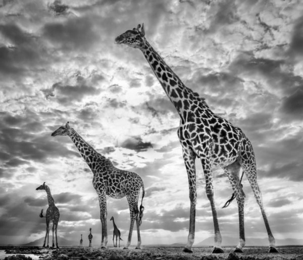 Keeping up with Crouches by David Yarrow, Giraffes Standing with Sky in the Background