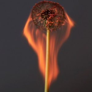 An exploding world II by Rankin, burning dandelion