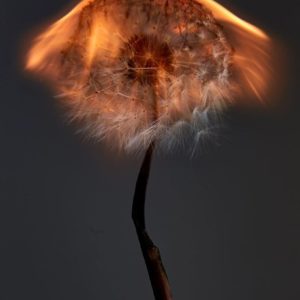 An exploding world I by Rankin, burning dandelion