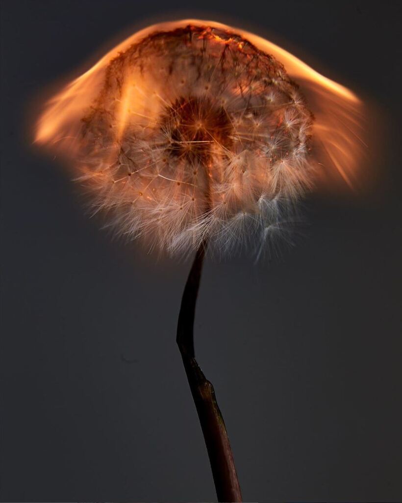 An exploding world I by Rankin, burning dandelion