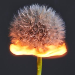An exploding world III by Rankin, burning dandelion
