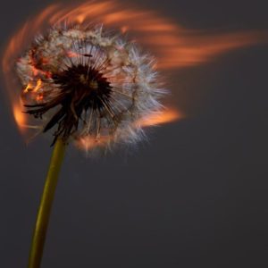 An exploding world IV by Rankin, burning dandelion