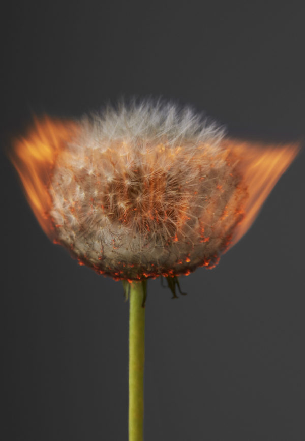 Comet by Rankin, burning dandelion