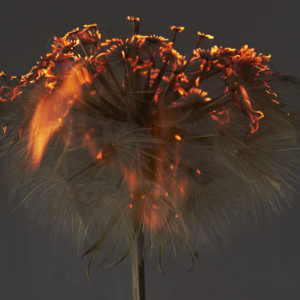 Courafe by Rankin, burning dandelion