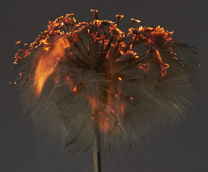 Courafe by Rankin, burning dandelion