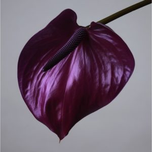 Anthurium by Jesse Frohman, purple Flower