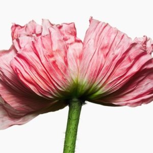 Iclandic Poppy by Jesse Frohman in pink