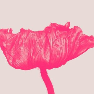 Iclandic Poppy by Jesse Frohman in hot pink