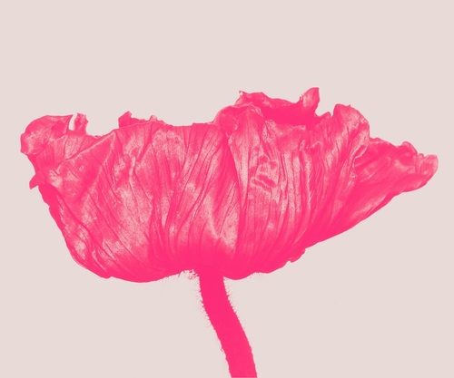Icelandic Poppy pink