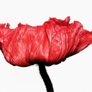 Iclandic Poppy by Jesse Frohman in red