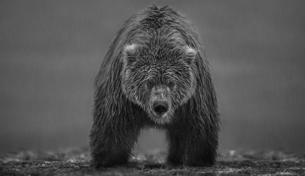 Bearish II by David Yarrow, brownbaer in rain lookin gat the camera
