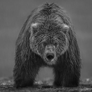 Bearish II by David Yarrow, brownbaer in rain lookin gat the camera
