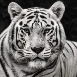 Mohan by David Yarrow, portrait of a white tiger looking at the camera