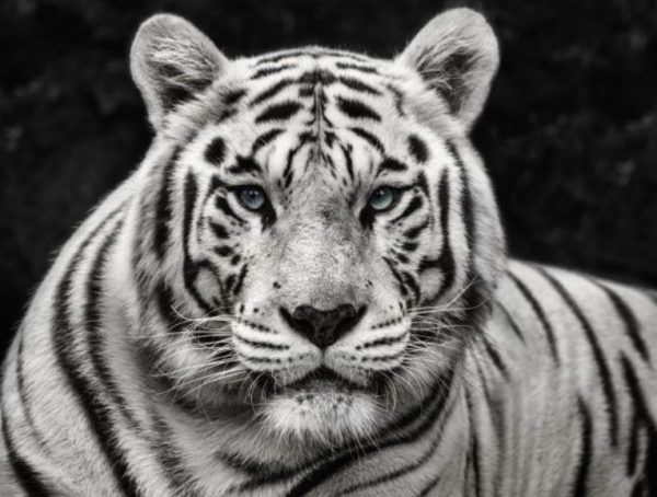 Mohan by David Yarrow, portrait of a white tiger looking at the camera