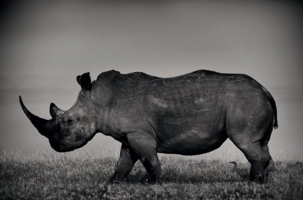 White Rhino I by Joachim Schmeisser, Black-and-white fine art photography of rhino in landscape, wildlife photography