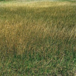 "Santee, Grass, 2021" by Nigel Parry. Fine Art Print, colour, showing field in breeze.