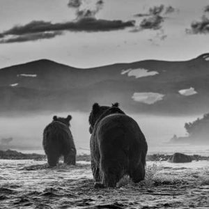 Bear Market, 2023 by David Yarrow - a group of bears hunting in water with rolling hills in the background