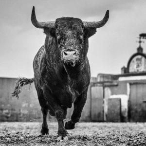 Bullish Miura Cattle Ranch Sevilla 2024 by David Yarrow - a black bull trotting towards the camera, a fence and sign of the ranch in the background