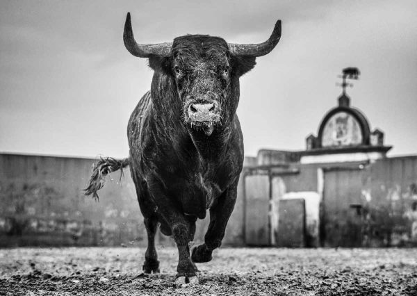 Bullish Miura Cattle Ranch Sevilla 2024 by David Yarrow - a black bull trotting towards the camera, a fence and sign of the ranch in the background