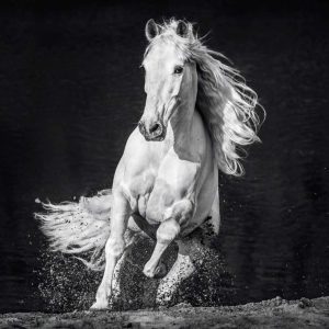 Horsepower, 2020 by David Yarrow - white horse galopping towards the camere infront of black background
