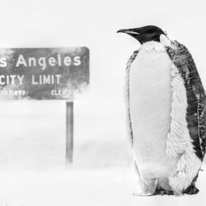 LA Baby, 2022 by David Yarrow - a Penguin standing in a Snowstorm next to a Los Angeles City Limit Sign