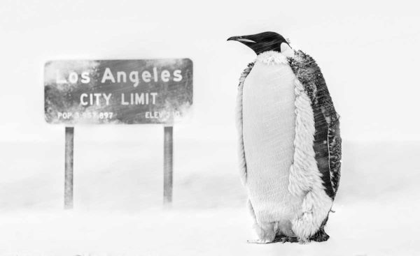 LA Baby, 2022 by David Yarrow - a Penguin standing in a Snowstorm next to a Los Angeles City Limit Sign