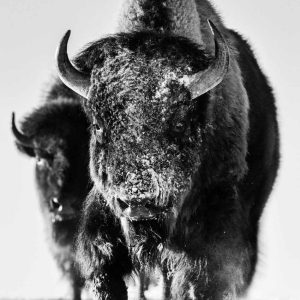 Snow Monster, 2023 by David Yarrow, two huge Bison walking towards the camera in snow