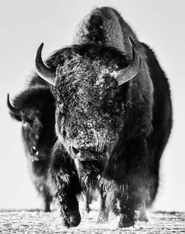 Snow Monster, 2023 by David Yarrow, two huge Bison walking towards the camera in snow
