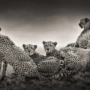 Alliance I by Joachim Schmeisser - a group of cheetahs lying in grass