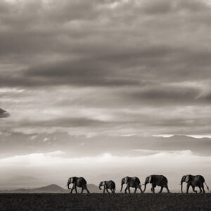 Beyond II, Kenya by Joachim Schmeisser - a group of elephants walking under a cloudy sky in the desert