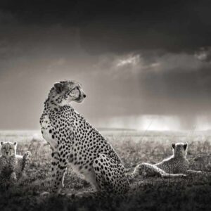 Black Tears II, Tanzania by Joachim Schmeisser - Cheetah and two cubs sitting in grass under a cloudy sky