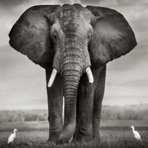 Bull with Two Birds, Kenya by Joachim Schmeisser - black and white Portrait of an Elephant and two white Birds