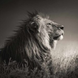 Into the light, Tanzania by Joachim Schmeisser - Lion in Profile