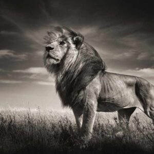 Just Me, Tanzania by Joachim Schmeisser - male Lion standing in grass under cloudy sky