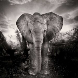Kibo, Tanzania by Joachim Schmeisser - black and white Portrait of an Elephant Baby